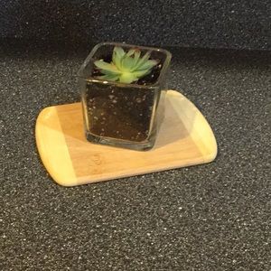 Succulent plant